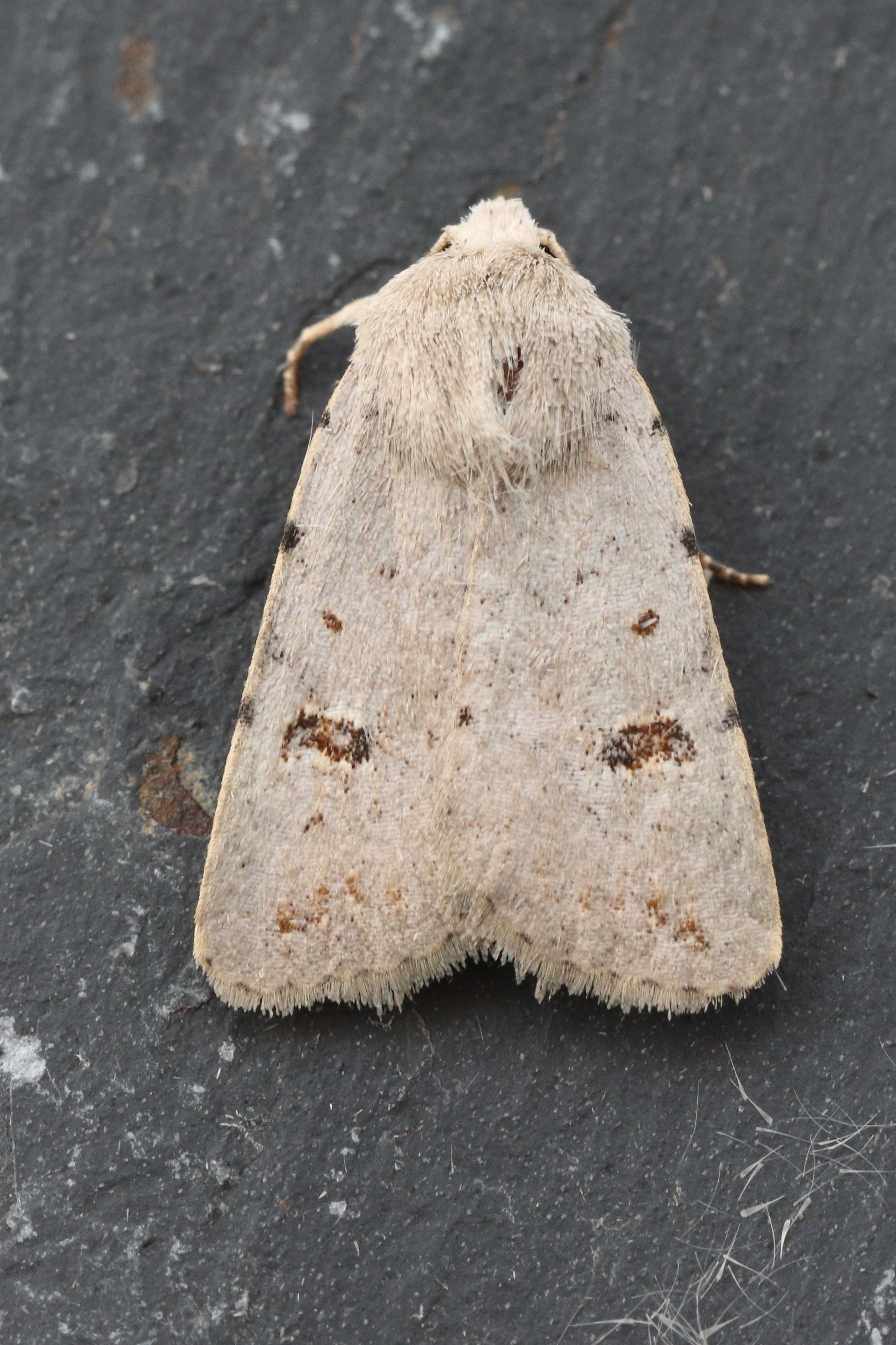 Photo of Clancy's Rustic (Caradrina kadenii)
